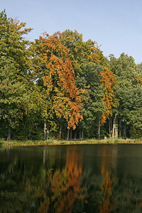 秋天的池塘图片