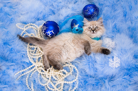 新年蓝色蓬松涂层配件上的小猫图片