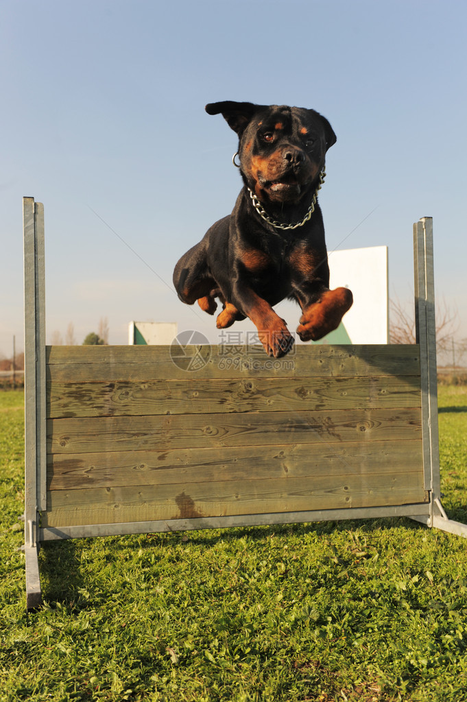 纯种罗威纳犬在服从训练中跳跃图片
