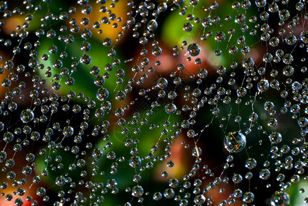 蜘蛛网中的露珠构成宇宙图片