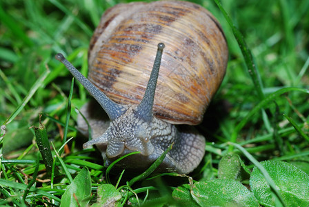 草丛中的蜗牛在相机视图高清图片