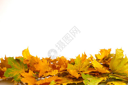 干燥的秋天枫叶上白色孤立图片