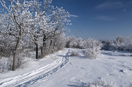 雪中的冬季公园图片