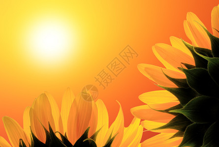 背景日出上的两朵向日葵图片