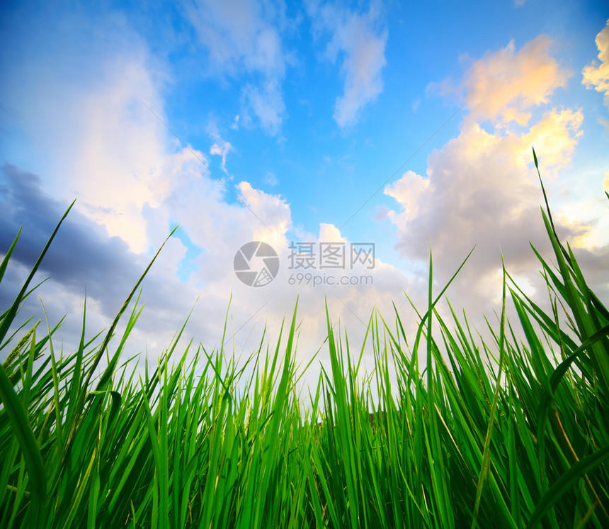 绿草和蓝色的日落天空与云彩图片