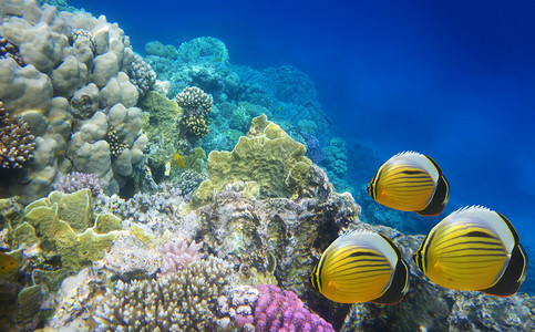 埃及红海硬珊瑚礁水下生物图片
