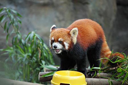红熊猫图片