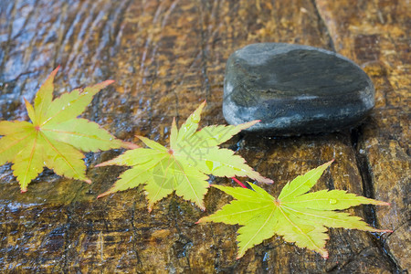 秋叶和石头图片