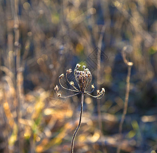 冬天有背光的草地上的冷冻植物图片