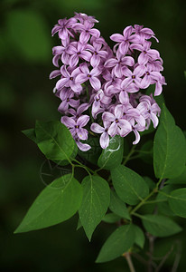 春天丁香花的绿枝图片