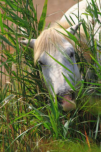 一匹白马藏在芦苇丛中偷着脑袋图片