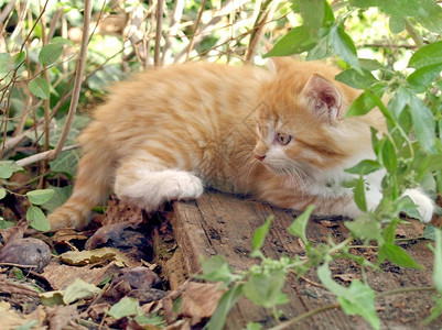 草地上的红色虎斑小猫背景图片