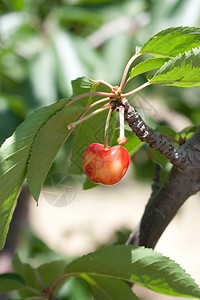 樱桃树上长满了开胃的红色水果图片