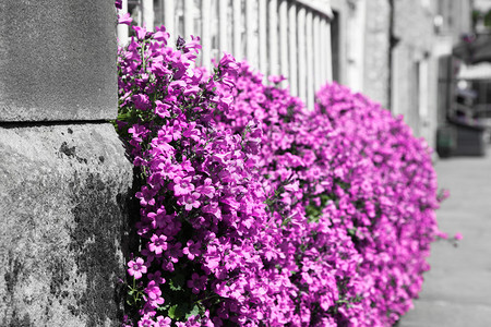 一小片粉红色小花朵溢出一个围着栏的花园从路边长到人行道上有图片