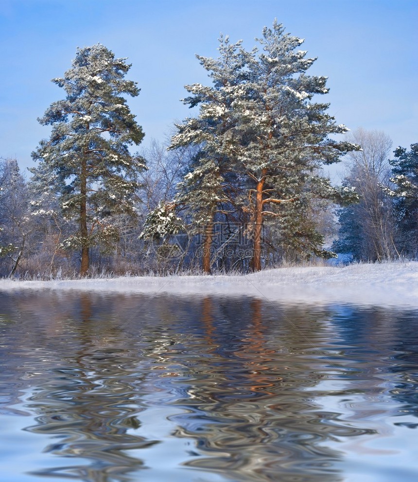 冬天在水中反映的松树林图片