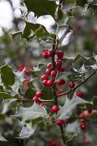 常绿在自然界的树枝上有红色的圣浆果图片