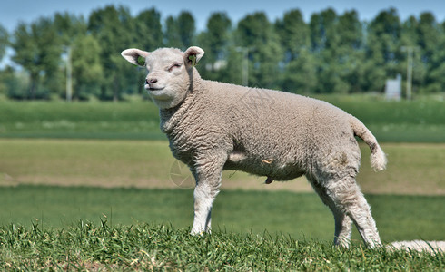 青草蓝天的小羊羔图片