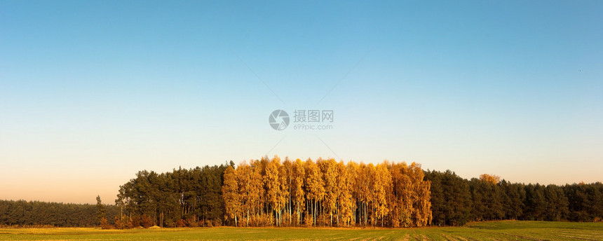阳光在绿色森林里秋天的时间图片