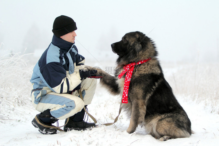 白种人牧羊犬和冬天的人图片