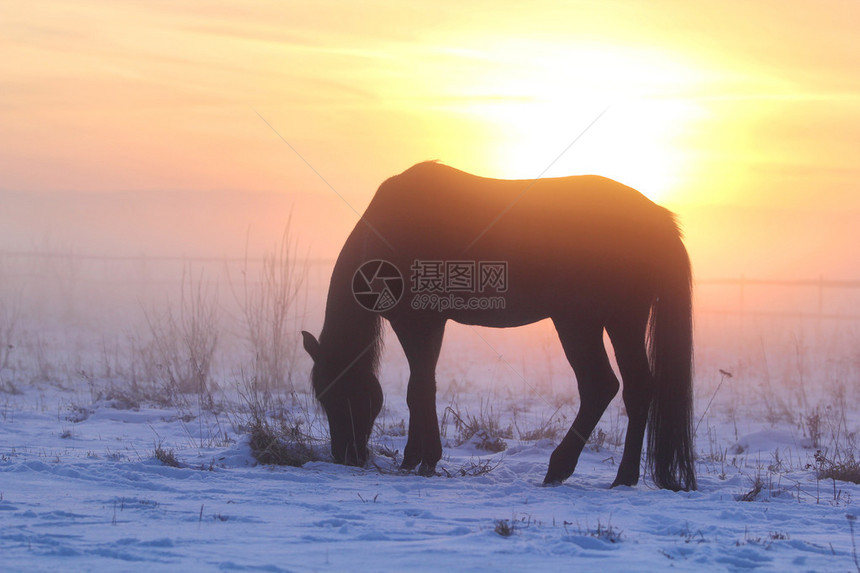 冬天日落时雾中的黑马图片