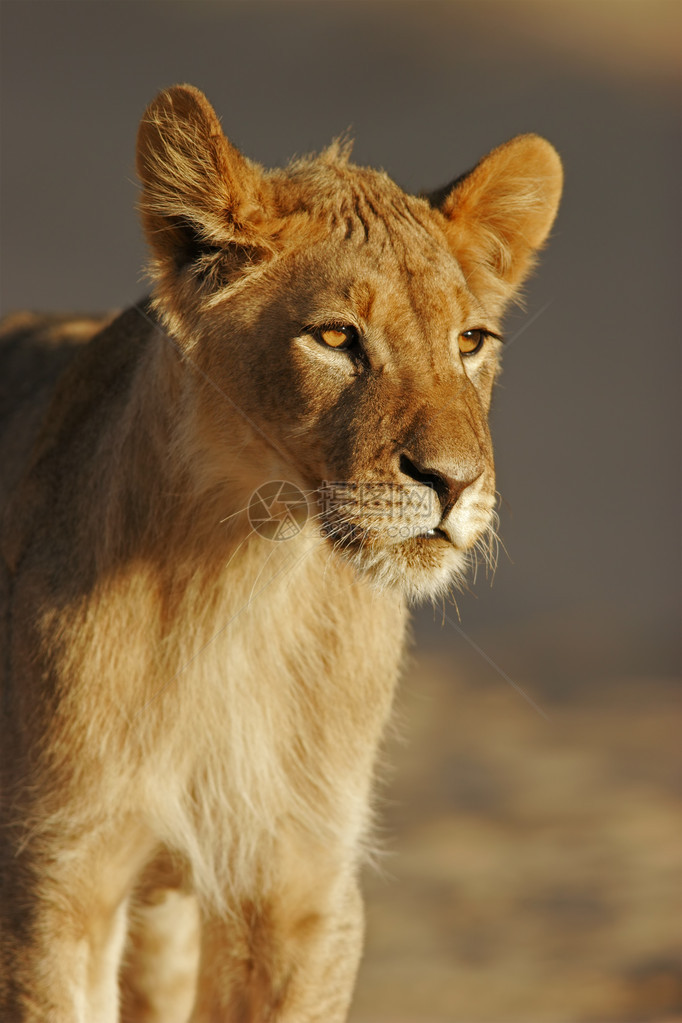南非卡拉哈里沙漠PantheraLeo非洲青图片