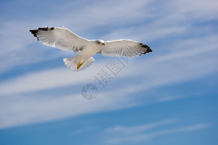 蓝天背景上飞翔的海鸥图片