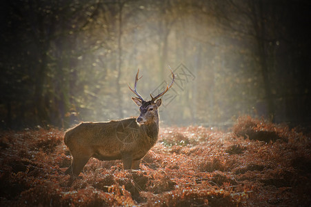 秋季冬环境森林景观中红色鹿图片