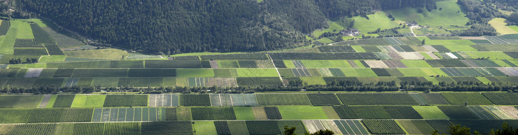 意大利北部的葡萄园谷图片