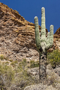 亚利桑那沙漠春天植物生命图片