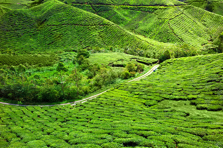 马来西亚的茶园图片