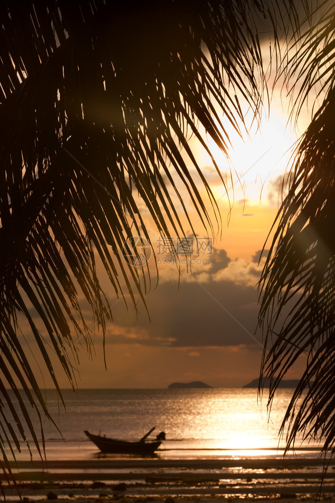 日落与船在海和棕榈树叶子图片