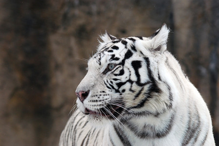 白色的老虎图片