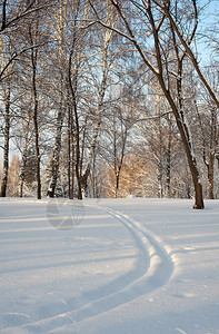 在冬季森林滑雪图片