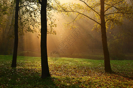 有三棵树和阳光的秋天森林图片