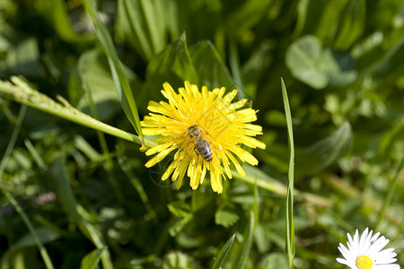 草丛中黄花上的黄蜂图片