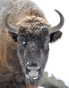 野牛冬日在雪地里图片