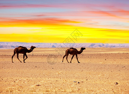 日落时骆驼图片