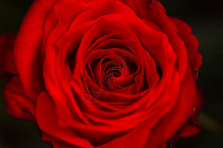 黑色天鹅绒上的玫瑰图片