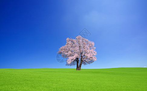 绿山和樱树图片