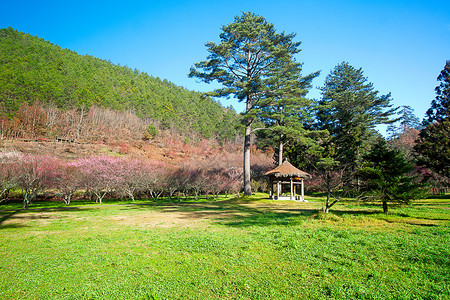 梅花盛开的树枝深散景图片