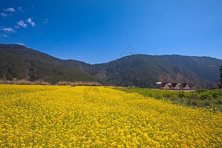 油菜花田和日落图片