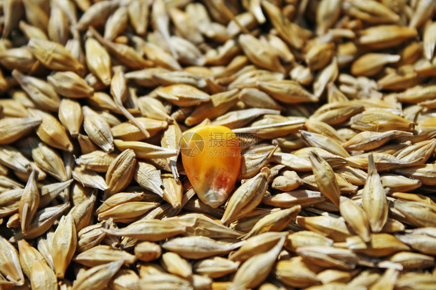 小麦种子和黄玉米种子图片