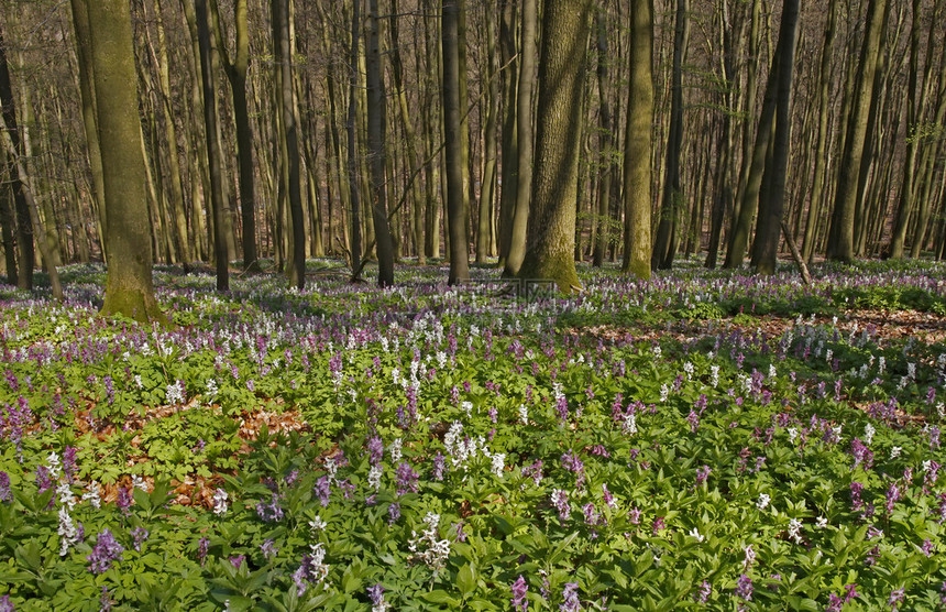 四月在下萨克森州奥斯纳布吕克地区巴特伊堡弗里登的紫堇花在四月的几周内吸引了众多游客图片