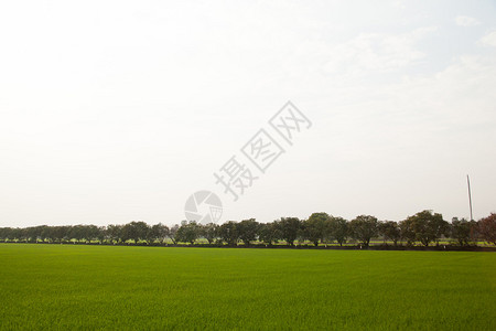 稻田里的树在稻田里种树图片