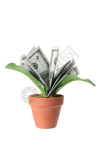 白底美元纸币的盆栽植物图片