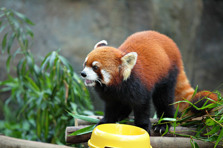 红熊猫图片