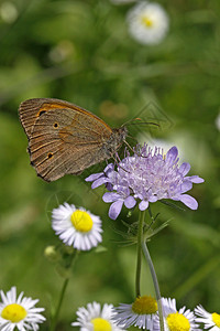MeadowBrown蝴蝶图片