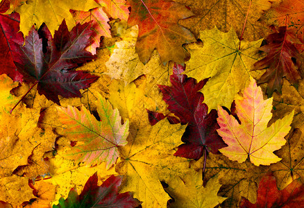 秋叶背景背景图片