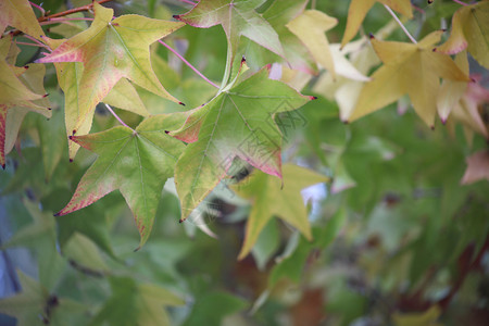 Liquidamba叶子在秋天变色图片