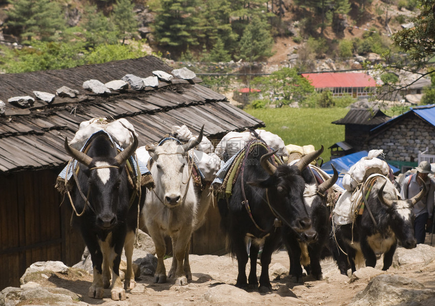 尼泊尔喜马拉雅山珠穆峰基地营路线沿运送货物的Yak图片